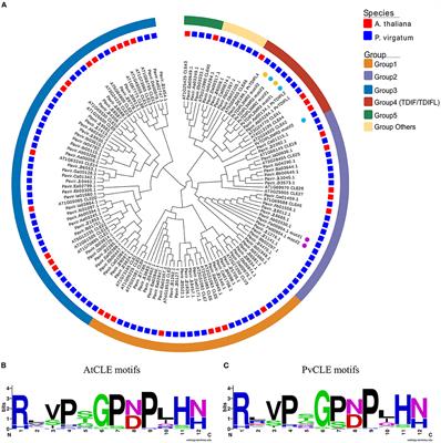 Influence of Switchgrass TDIF-like Genes on Arabidopsis Vascular Development